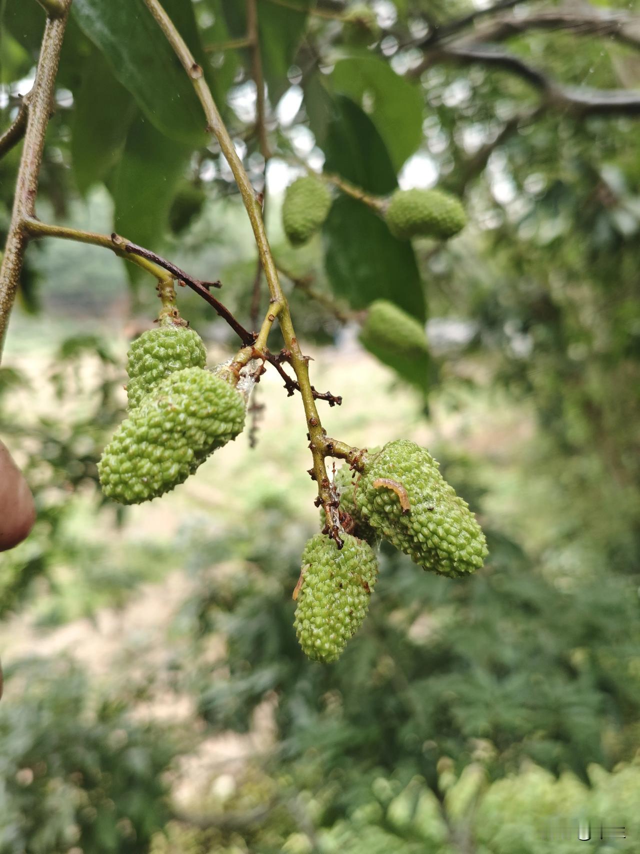 荔枝害虫尺蠖迅速繁殖持续干旱暖天，荔枝害虫尺蠖快速繁殖中。尺蠖幼虫对荔枝