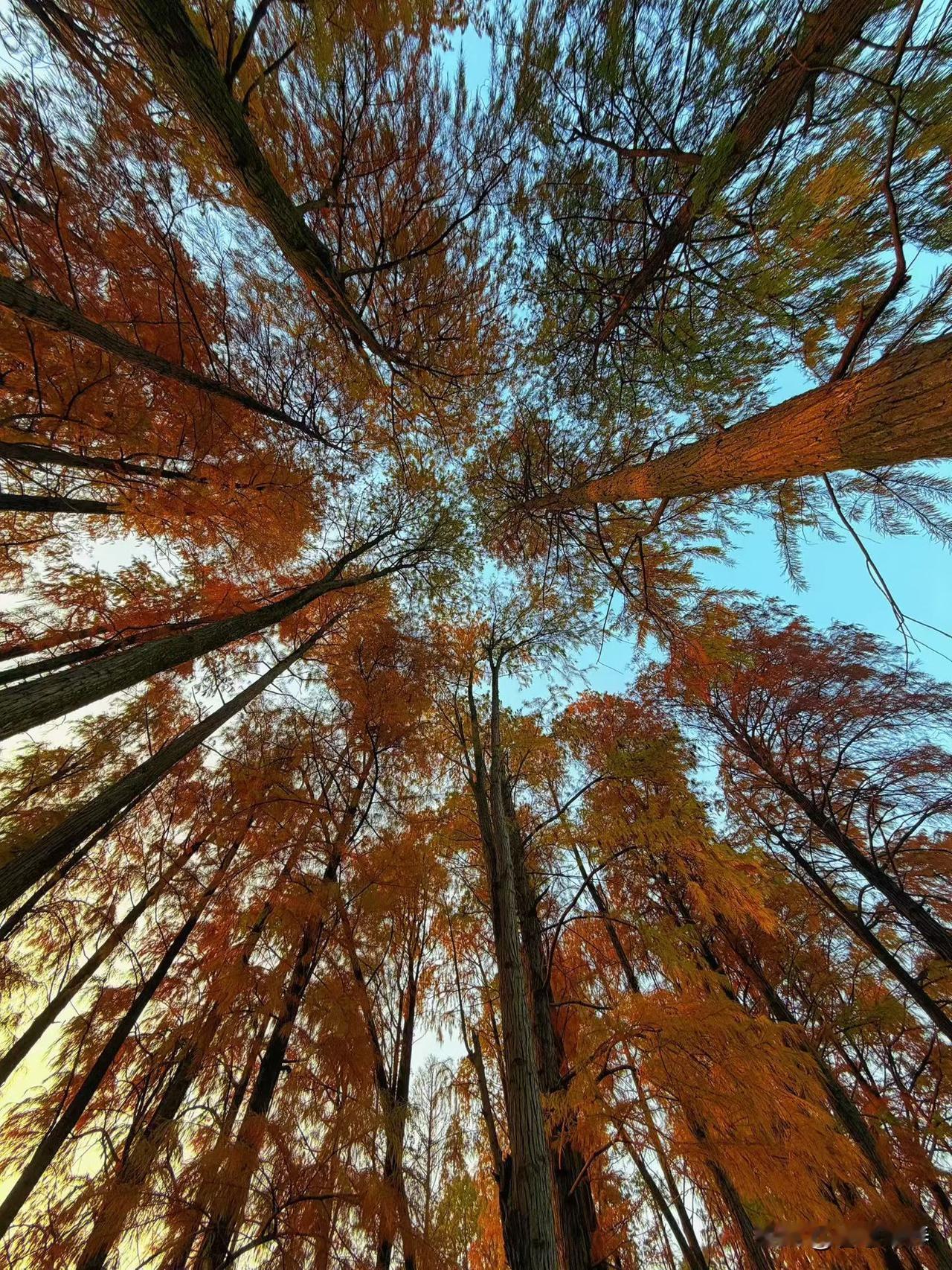 抗性淀粉是否能提升基础代谢率？抗性淀粉不能直接、显著地提升静态的基