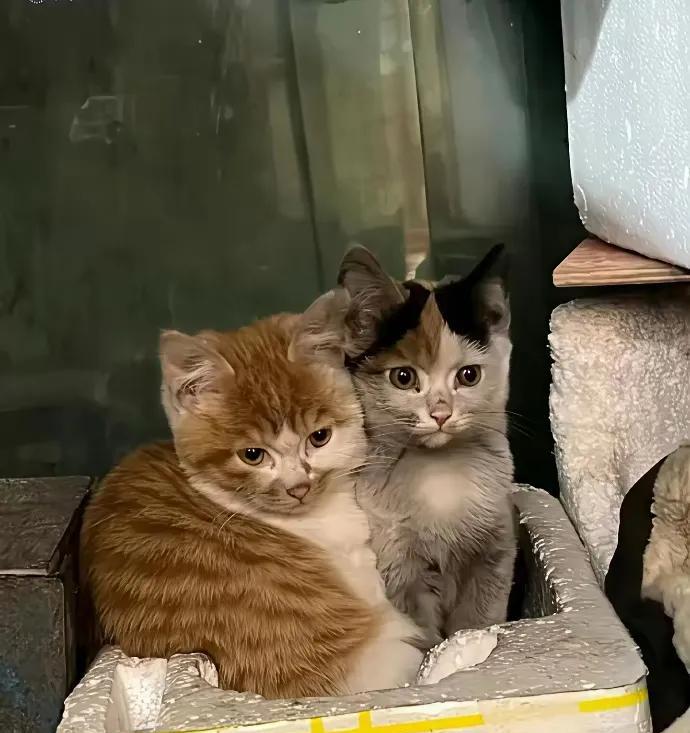 我一个朋友家里养了十六只猫都是收养的流浪猫看见一只养一只还要买猫粮这都