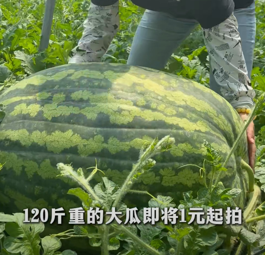 130斤的巨型西瓜曾拍卖到1.3万元北京种植户李铁军培育，生长周期长达4个月，曾