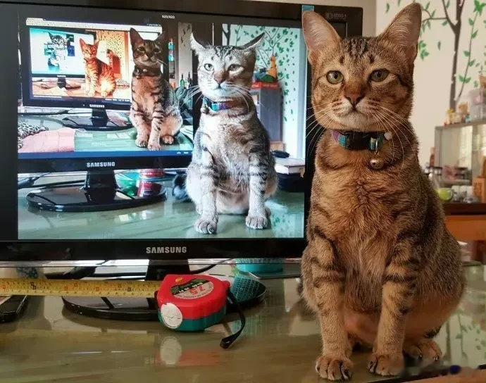 网友用独特的方法记录自家猫咪的成长过程以后我也要这样记录猫猫的成长！