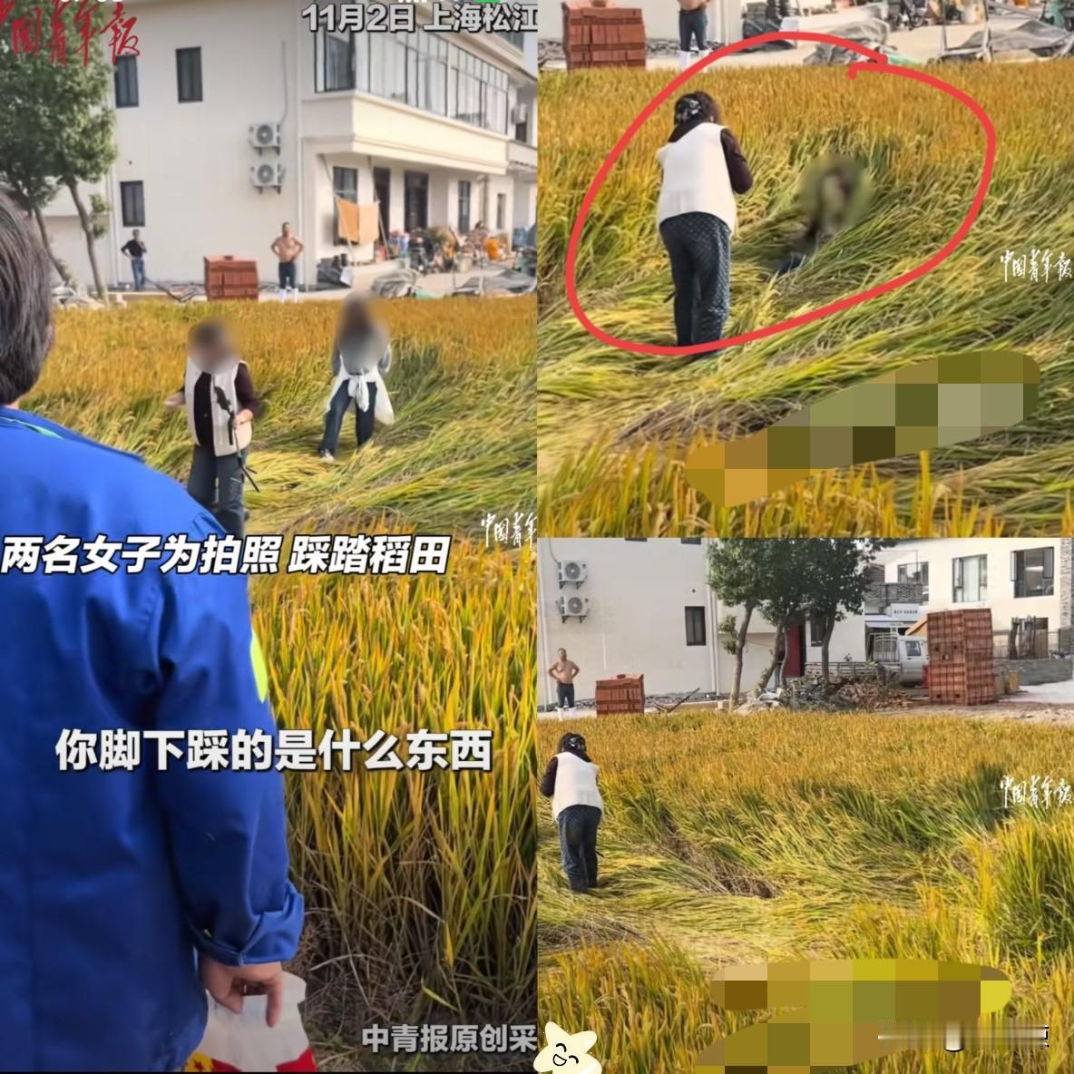 “太可恶了！”上海松江，两名女子出去游玩，看到一片黄澄澄的水稻就想用水稻做背景拍