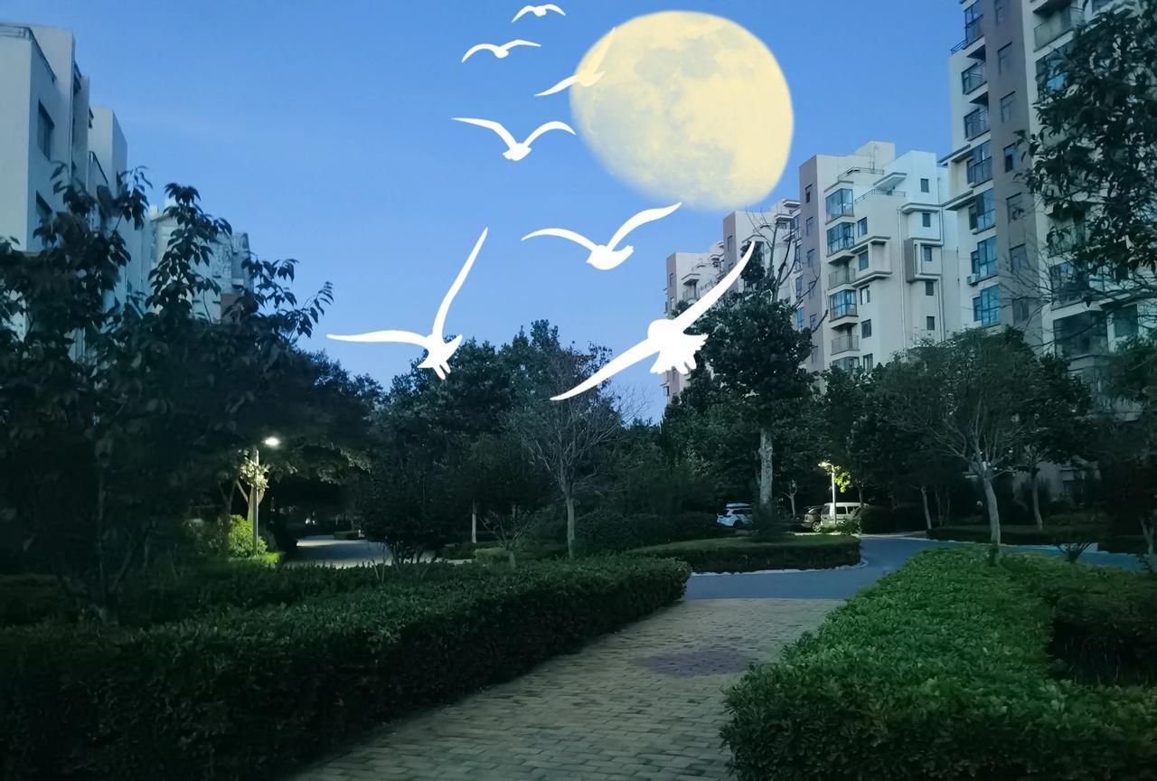 夜晚的月光下，海鸥自由飞翔，宁静的公园小径。这里是仙境吗？静谧的夜，这是夏夜月明