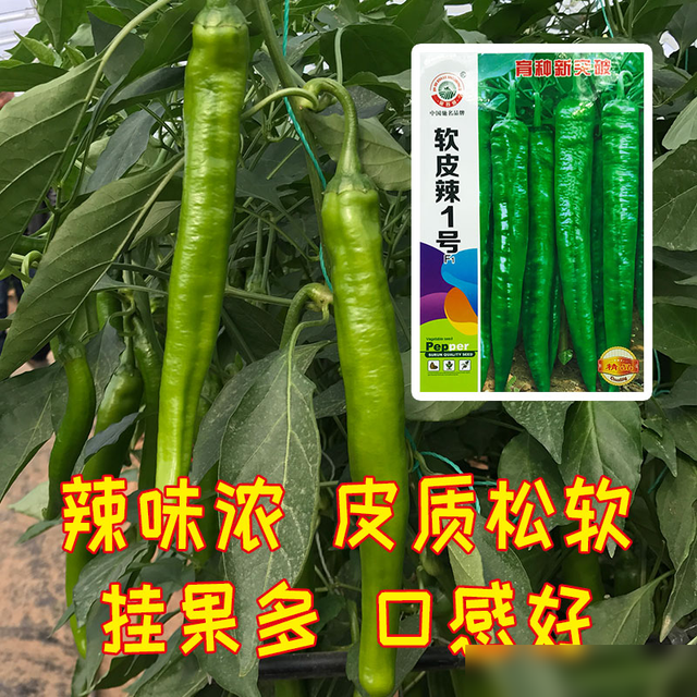 辣椒种植基地首选品种! 亩产最高8000斤! 皮质松软, 辣味浓