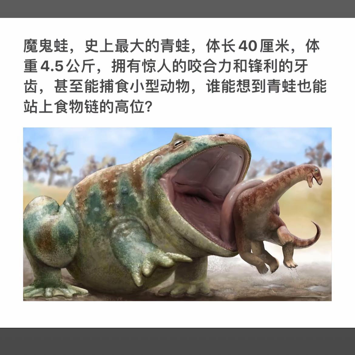 魔鬼蛙：史上最大青蛙，咬合力惊人，捕食小型动物！
