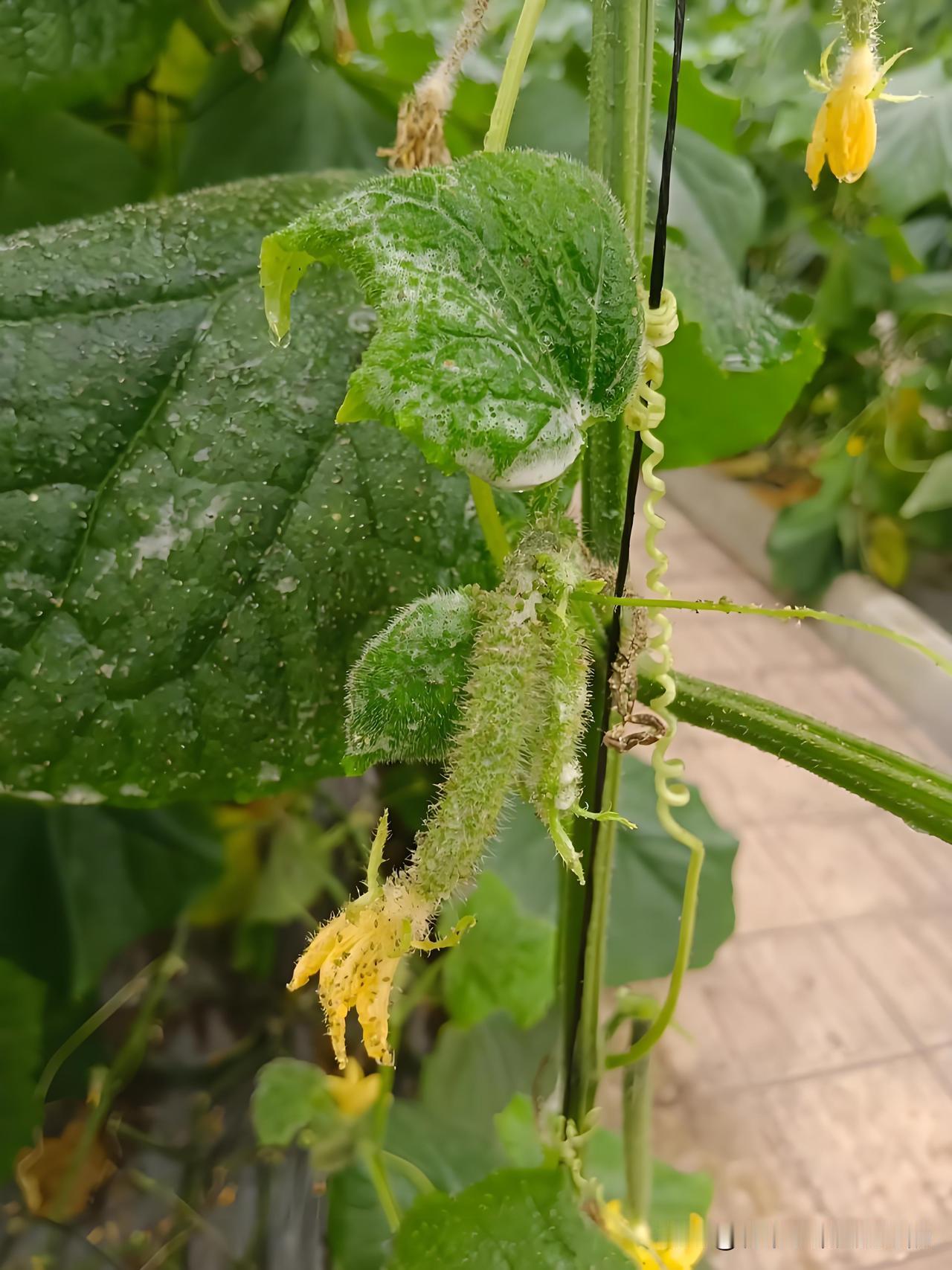 终于根治！菜园蚜虫越打越多的真相，踩过的坑全告诉你！半个月前菜园发现黄瓜叶