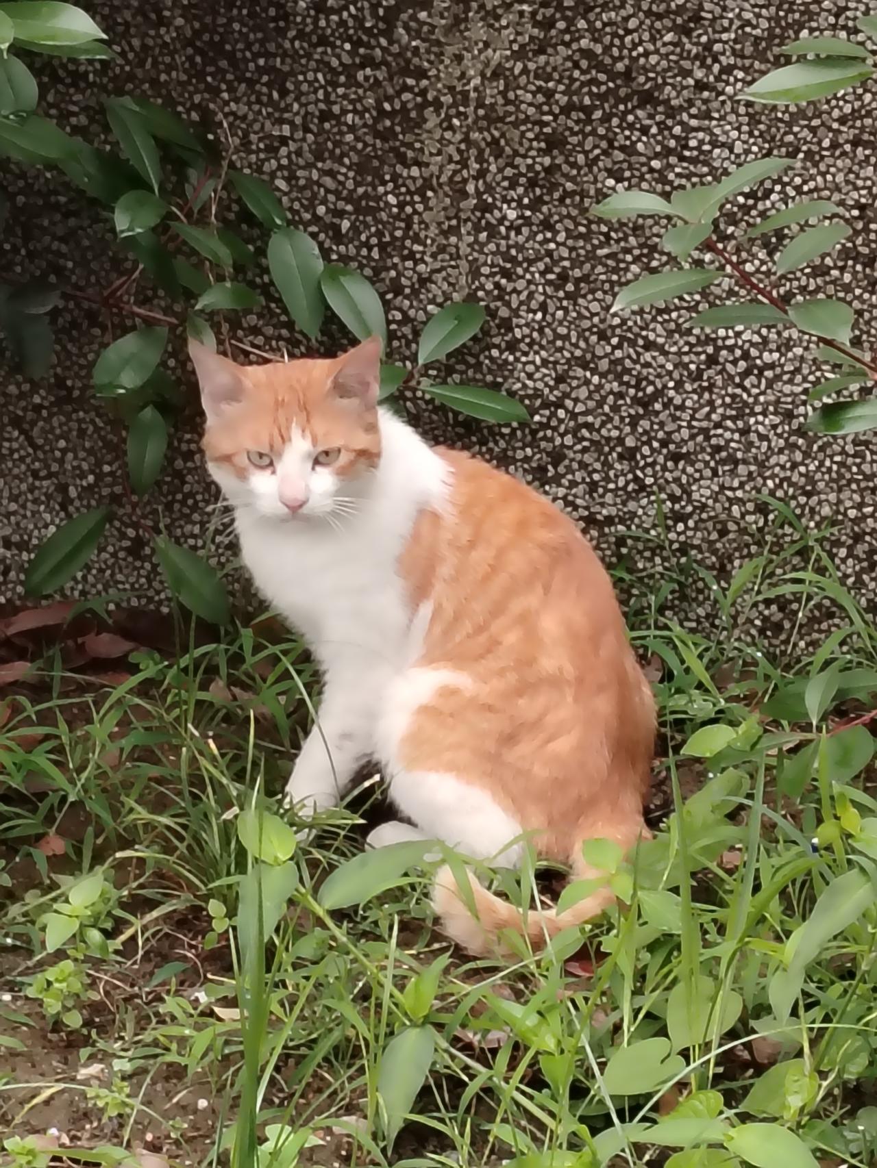 一只爱干净的猫咪