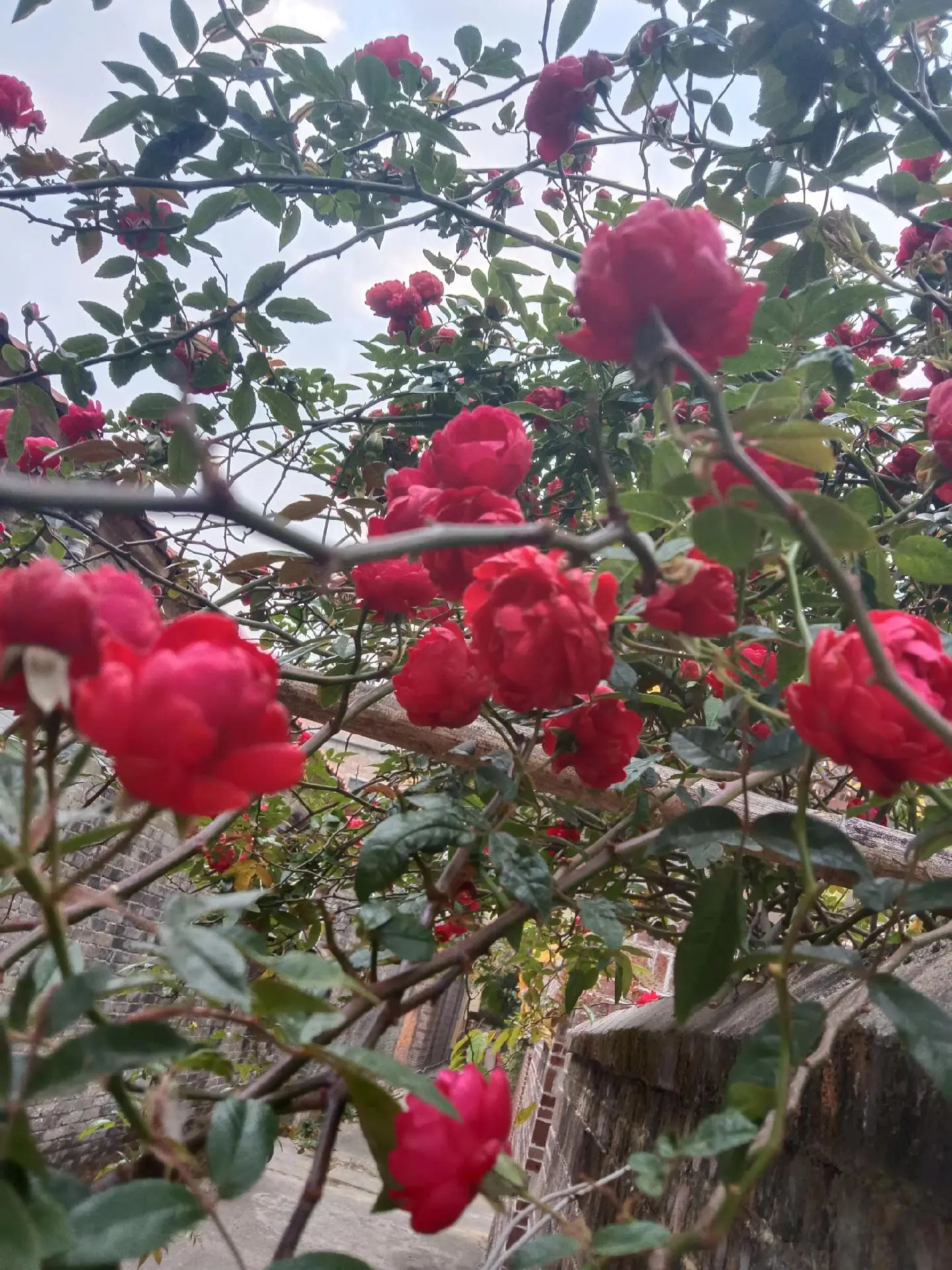 养花我是认真的 满园春色 李花桃花开