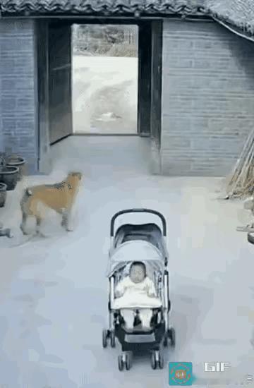 别再说小猫咪只会卖萌！关键时刻它可是能护主的“小战神”谁能想到
