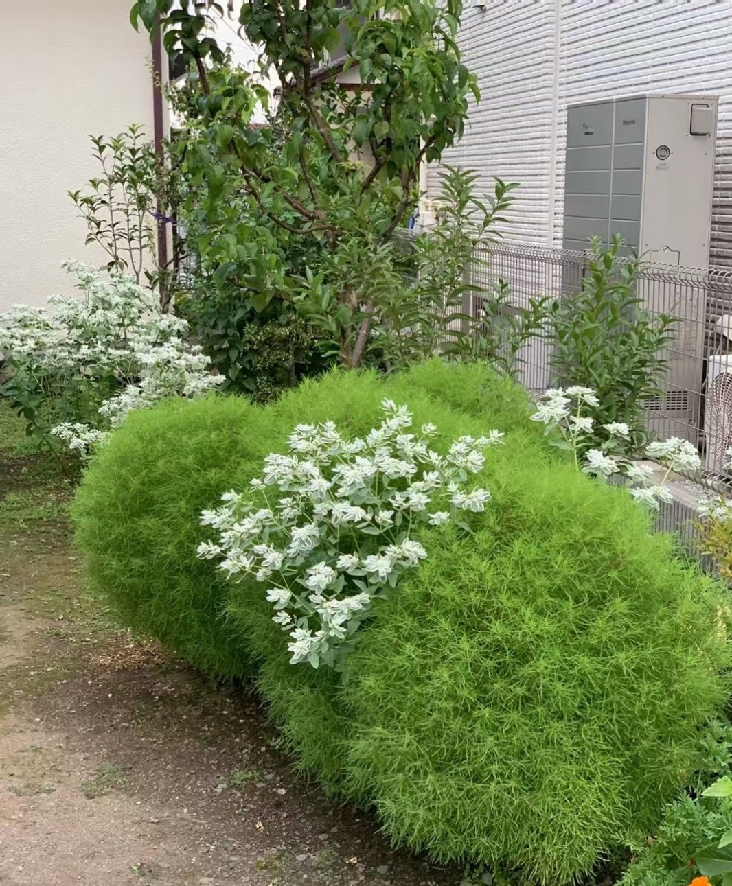 前年邻居的扫把草种子飘到我家，去年在石头夹缝中长成大绿精灵