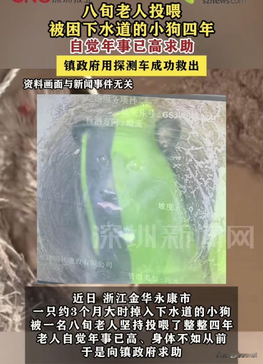 “爱的传递！”浙江永康，老人4年来不间断的投喂一直掉入下水道的小狗，如今自己年事