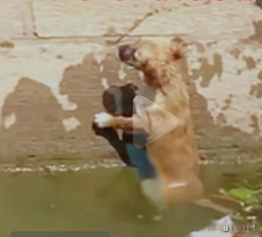 一流浪狗于河边行走时，被人一脚踹到河里，可怜的小狗在河中浸泡着，嚎叫了一整晚。等