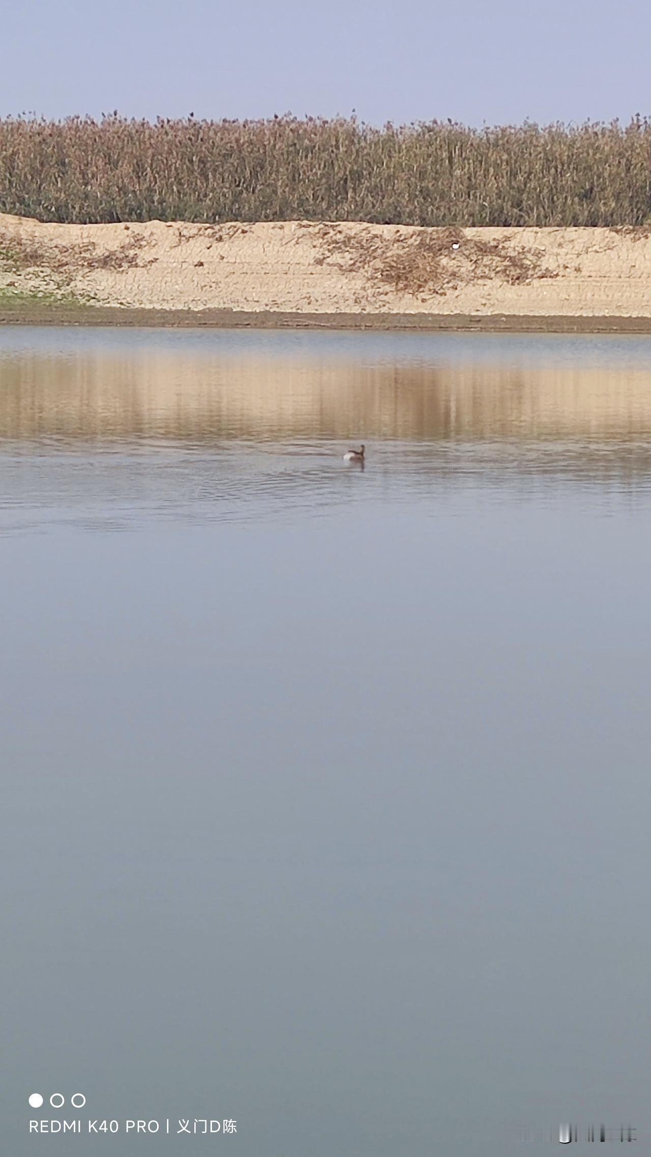 野钓不会选钓位得就可以跟着这种野鸭子，看它在哪里耍你就在哪里钓，绝对没错！这