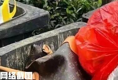 浙江杭州有女子下楼倒垃圾。女子无意里看到在垃圾桶内，有一只还算新的LV包，女