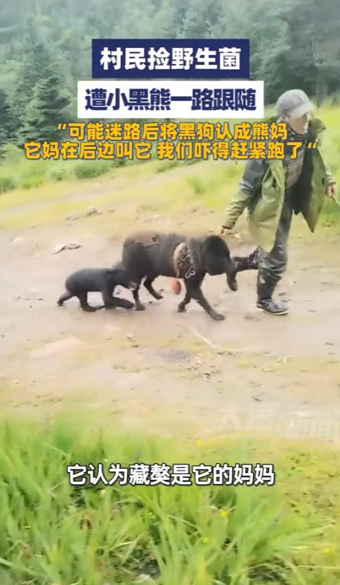 “笑不活了！”2025年8月，云南，一村民上山捡野生菌，结果，意外遇到一只小黑熊