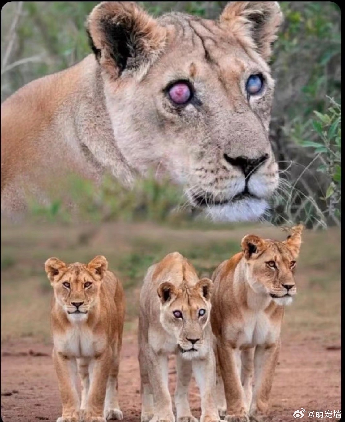 乔西是南非阿多大象国家公园的传奇母狮，它打破了食肉动物失明通常被视为“死刑”的惯