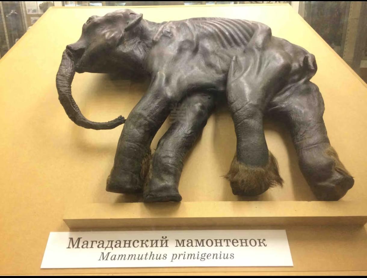 4万年前的猛犸幼崽被冻成“天然标本”，胃里还留着最后一口母乳！1977年6