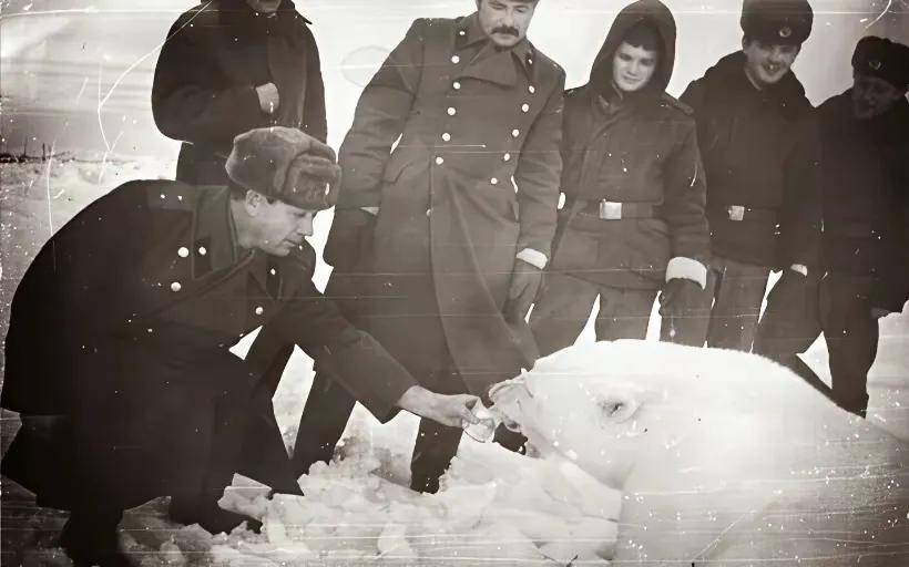 当年，苏联士兵与北极熊和谐共处。那些难寻食物、没了食物的北极熊，得到了士兵充满爱