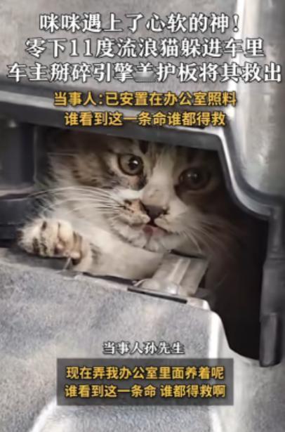 “太有人情味了！”11月26日，吉林省吉林市，在零下11℃的严寒中，一只流浪猫为