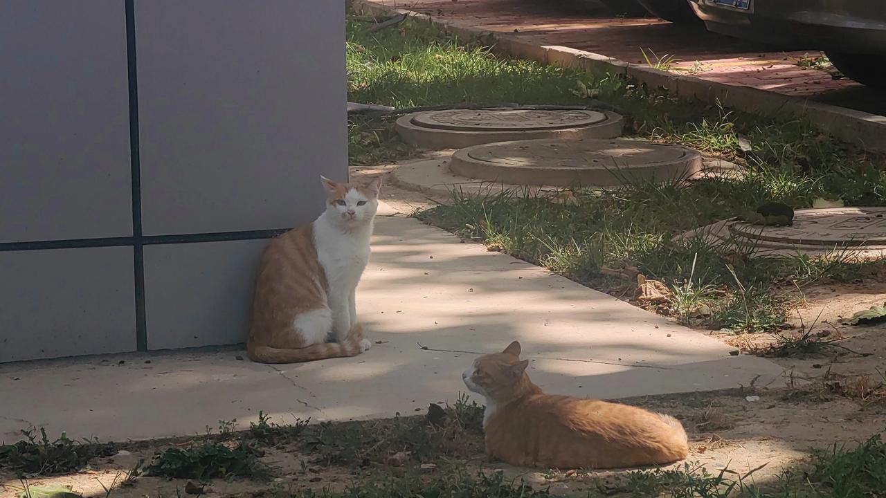 今天下班路上遇到了三只橘色流浪猫，好像是一家子。它们毛色橙黄，在夕阳下毛茸茸的特