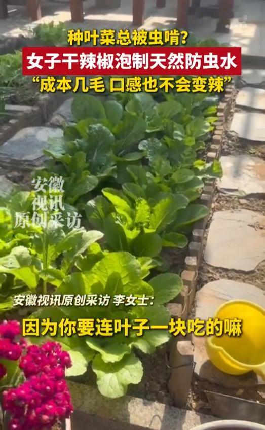 真是太聪明了！河北石家庄一女子在家种菜，小苗被虫啃成了“蕾丝边”。她心生一计，从