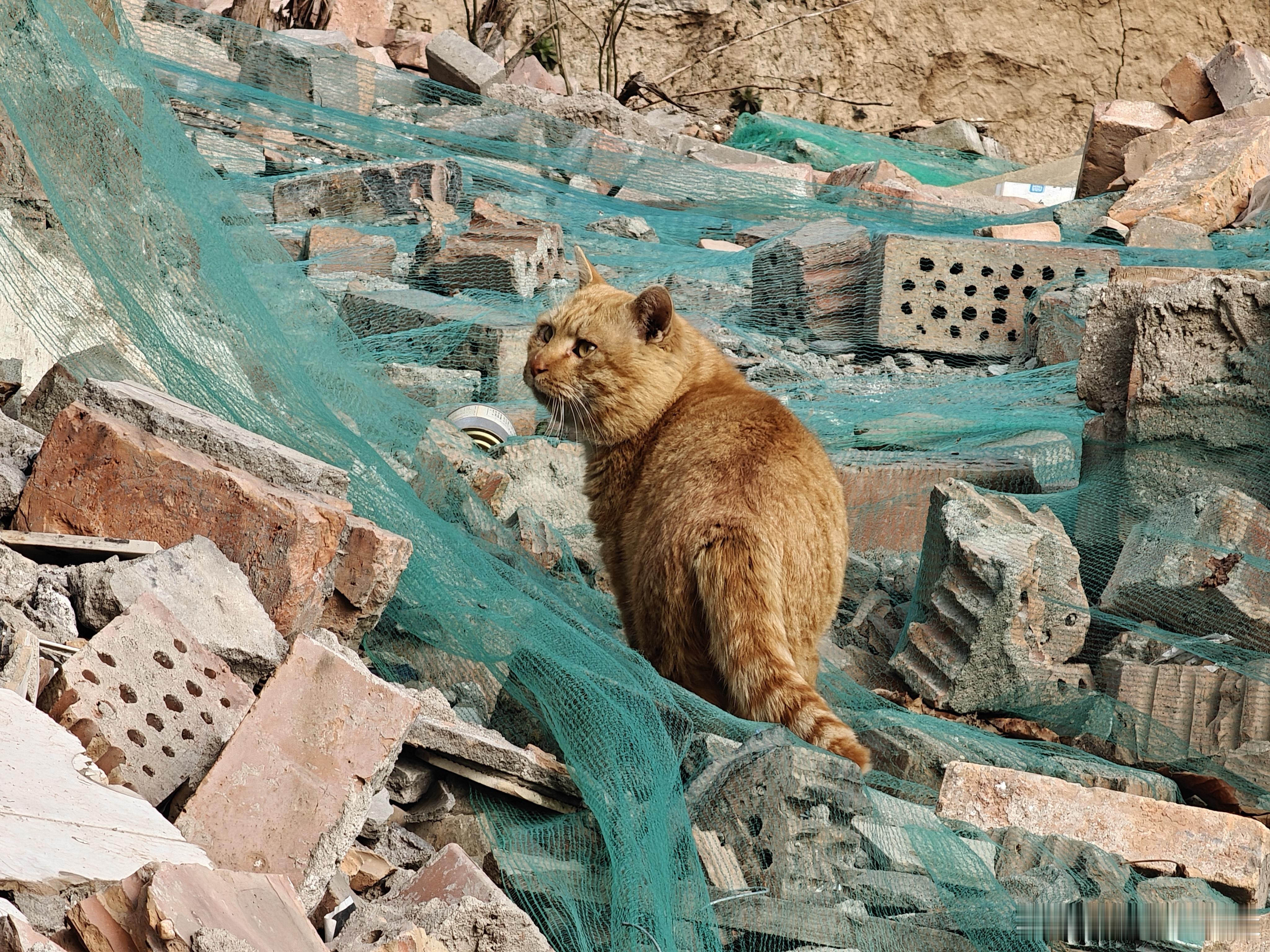 你不是流浪猫吗？怎么也能这么圆
