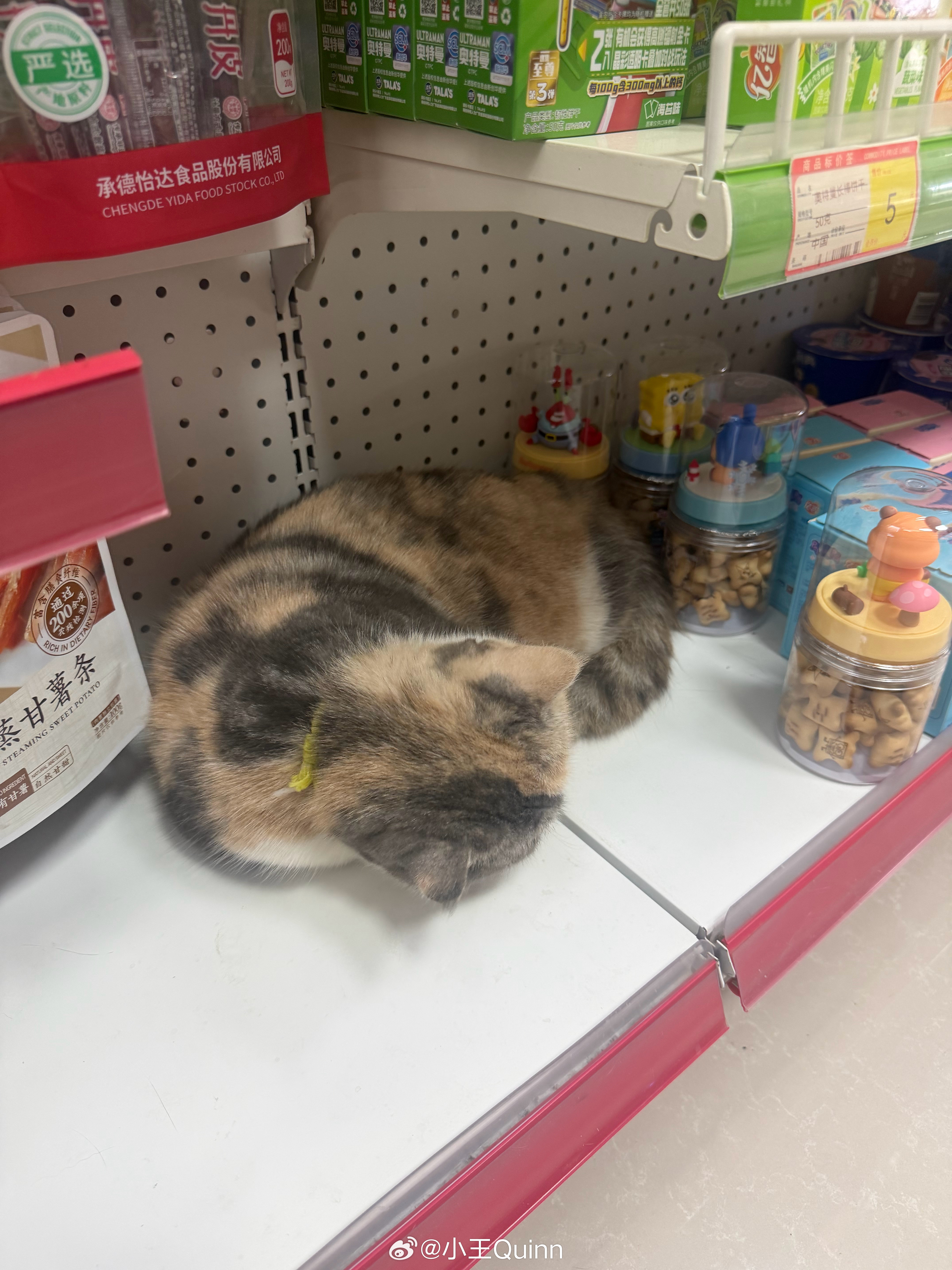 在便利店买东西发现一只在货架睡午觉的小胖猫🐱