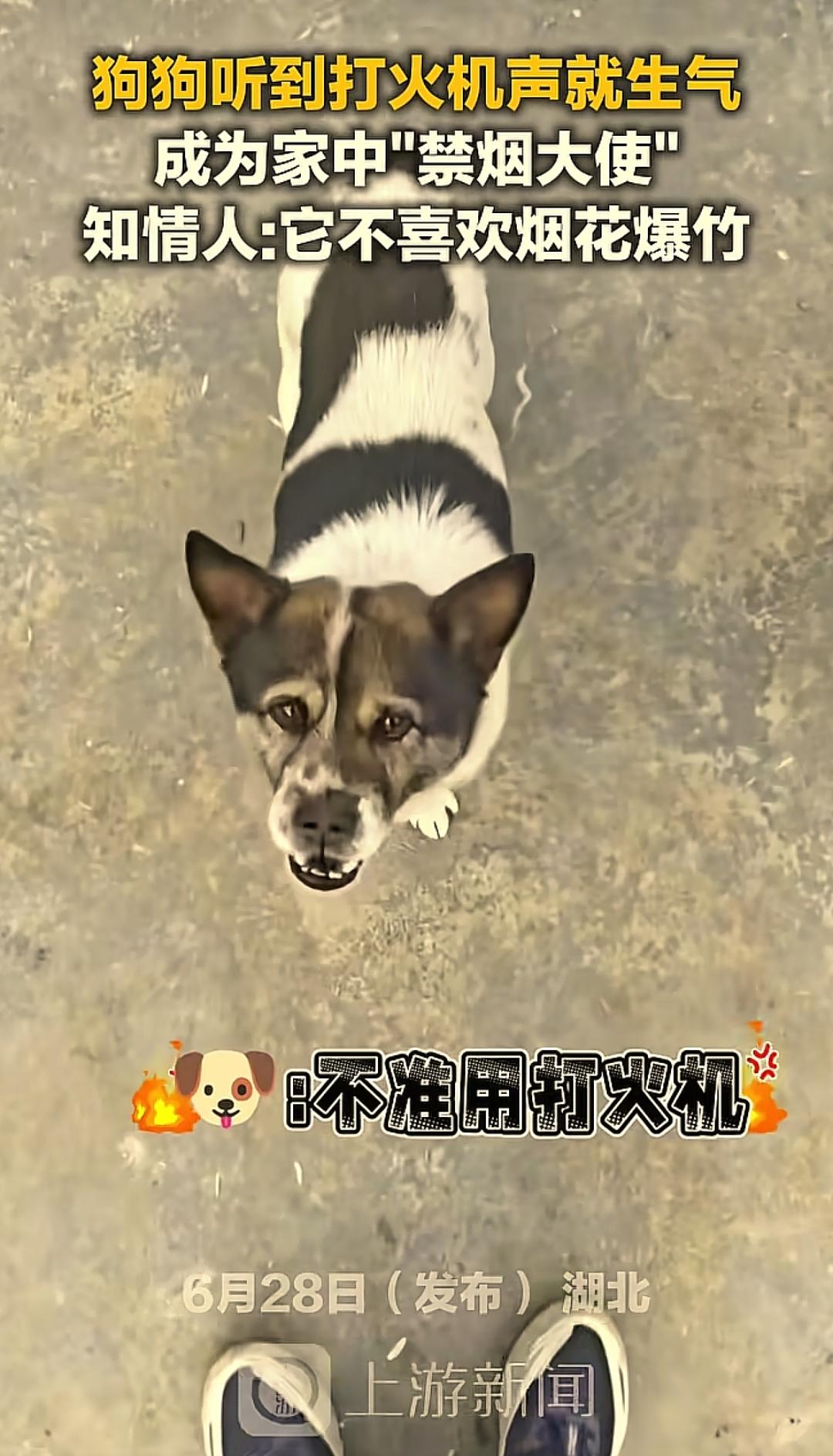 🌞“太聪明了！”6月28日，湖北，一男子在网上发视频，亲戚家的狗狗只要听到