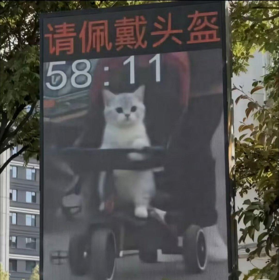 小猫你要吊销我的婴儿车吗家里的小猫盯上了宝宝的婴儿车，上演了一出让人哭笑不得的名
