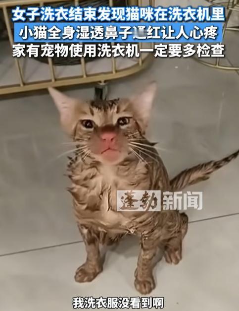 太可怜了！一名女子在家里刚洗完衣服，正准备晾晒时，却听到洗衣机里面传来微弱的声响