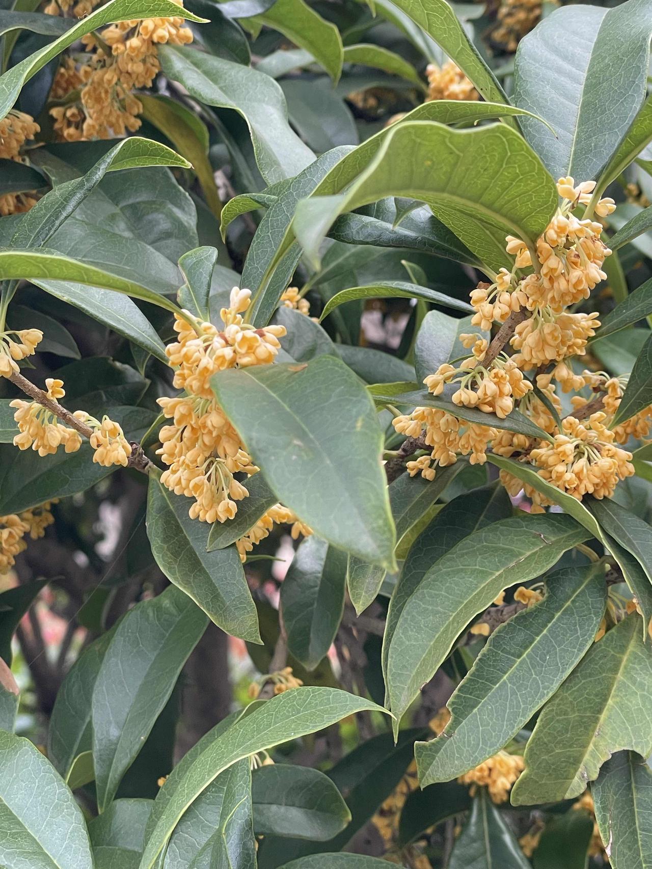 小区里种了不少桂花树，每年这会儿桂花就开得热热闹闹，满街飘香。连屋子里都浸满了
