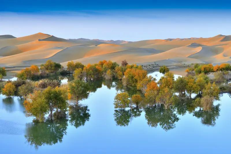 新疆出名胡杨林不少沙雅胡杨林值得一提金秋时节阿克苏地区沙雅470万亩原生