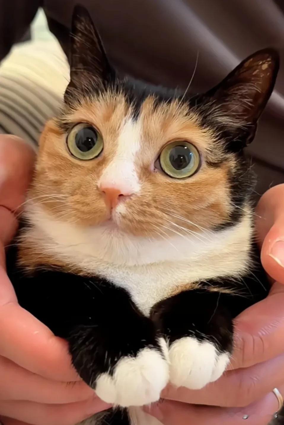 猫咪的可爱,总能治愈我内心的伤痛。