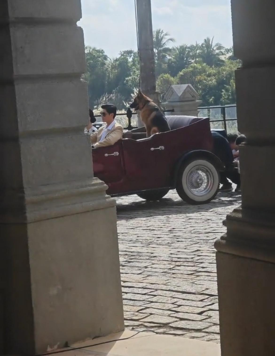 杨紫董竹君路透怎么还有只狗狗坐在后面