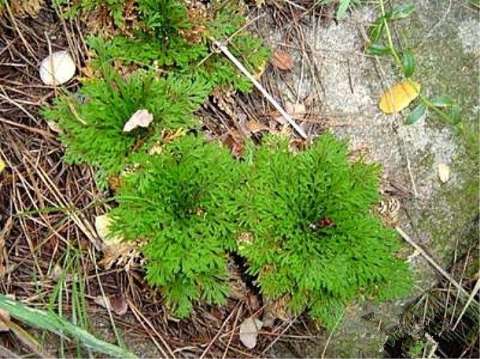 它被誉为"九死还魂草", 泡水后百分百存活, 有美容止血的功效, 人们拿