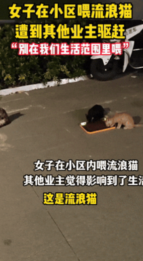吵翻天了！”江苏，一女子在小区投喂流浪猫时，竟遭到其他业主无情驱赶！等女子上前理