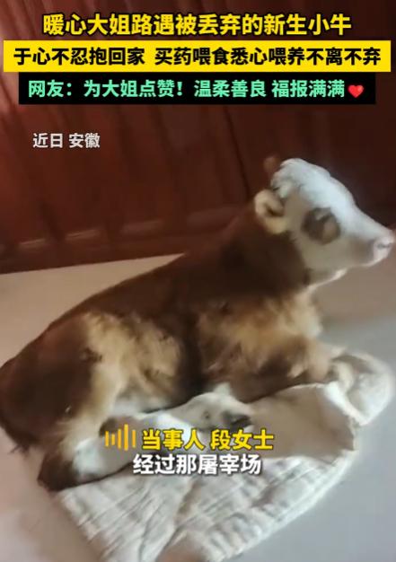 5月5日报道，安徽一卖馒头的大姐，路过一家屠宰场时，撞见一头新生小牛被取出后丢弃