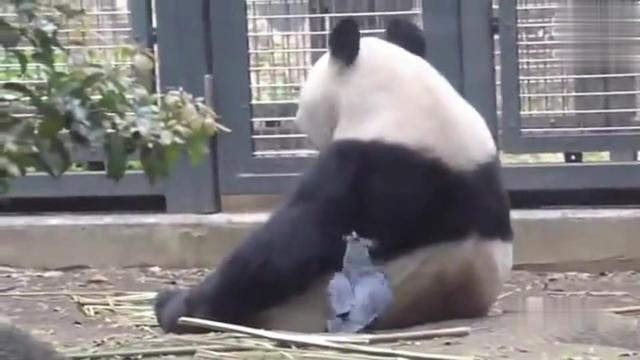 最贱的猫_史上最贱百变猫叔大全