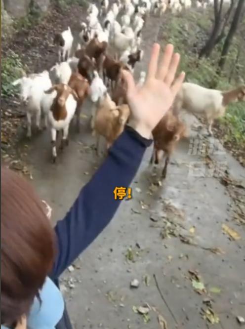 “解释不清了”！河北一女子团建外出采蘑菇，意外碰到了一群羊，羊群看到女子后就围了