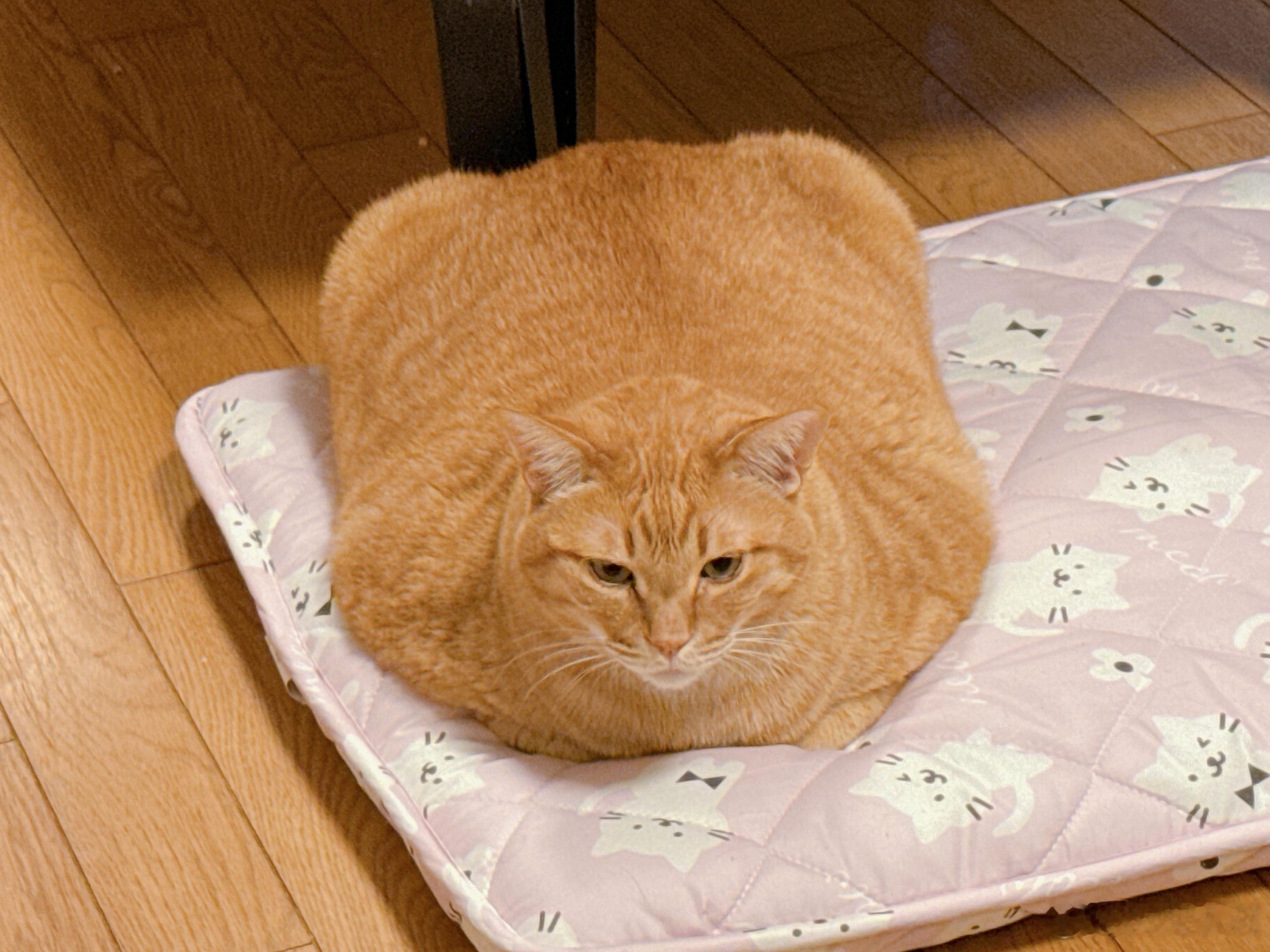 名副其实座布団猫咪
