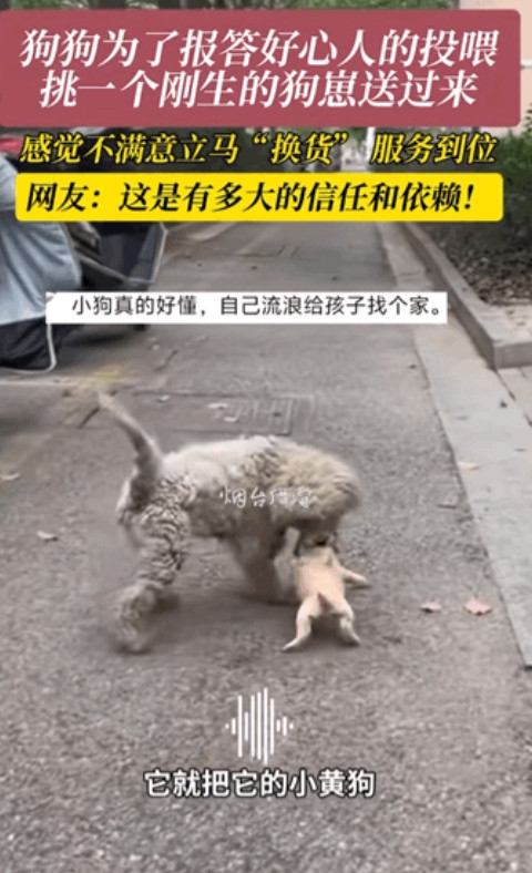 “万物皆有灵！”近日，江苏，一女子经常投喂流浪狗，不料小狗生崽之后，竟然叼着一只