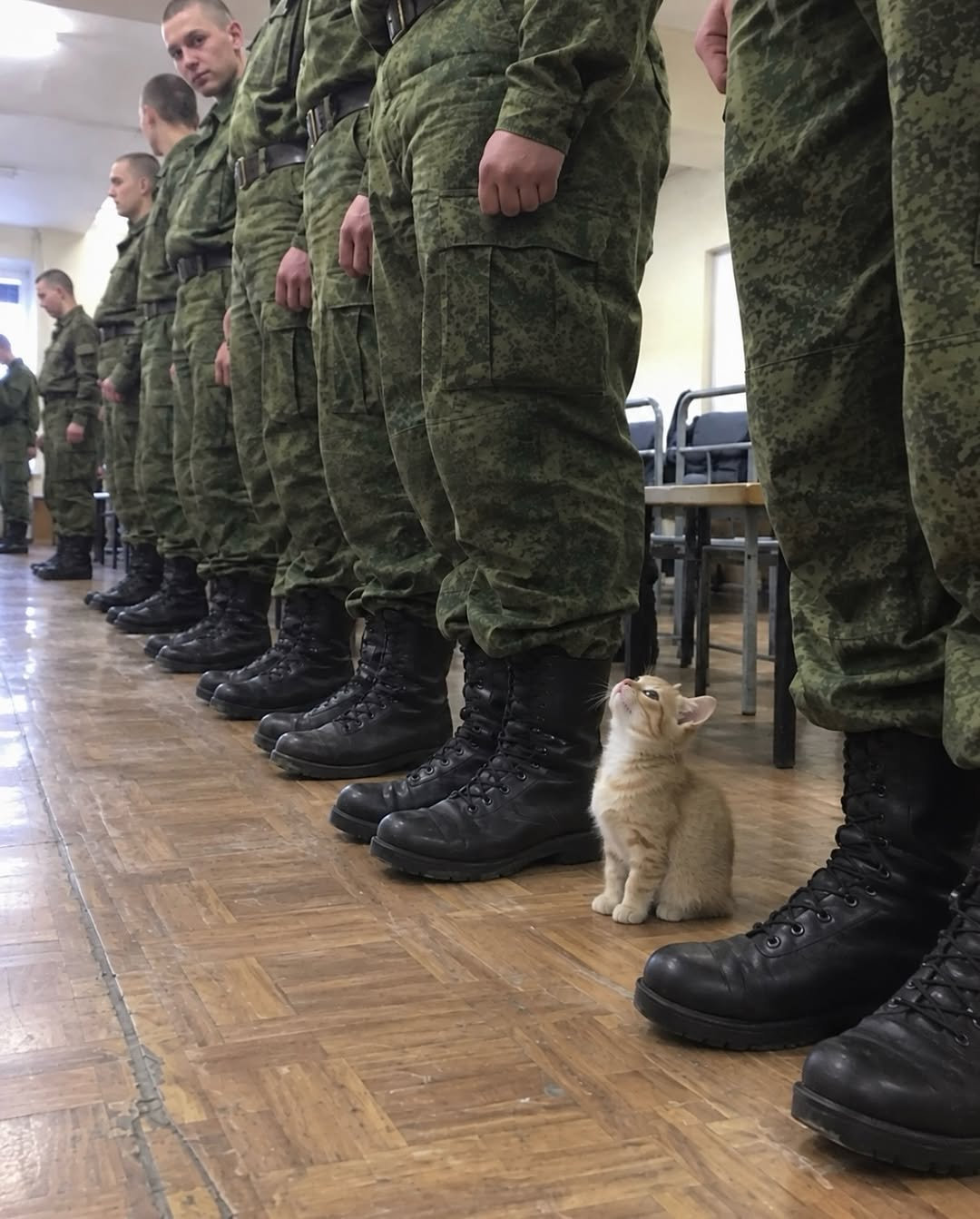 立正！小猫：收到！​​​