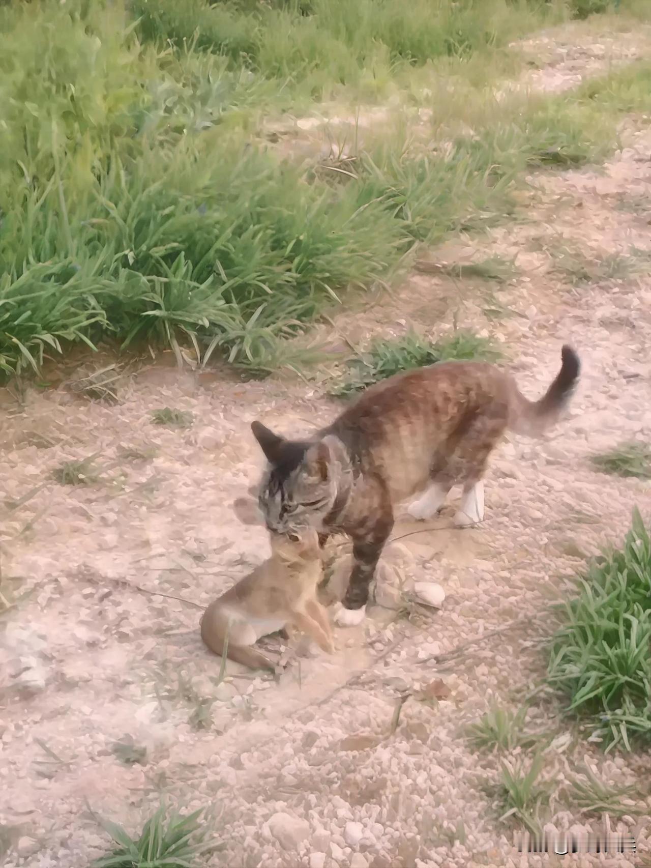 狸花猫抓到一只野兔，狸花猫看到草丛里有动静，埋伏起来慢慢靠近，一招按下野兔咬着野