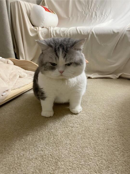 真是心思单纯的小猫咪啊