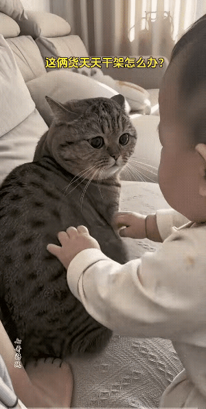 都说家里孩子是亲的，猫咪是宠的，可这一幕满满的偏心既视感。懵懂的小宝宝肆意