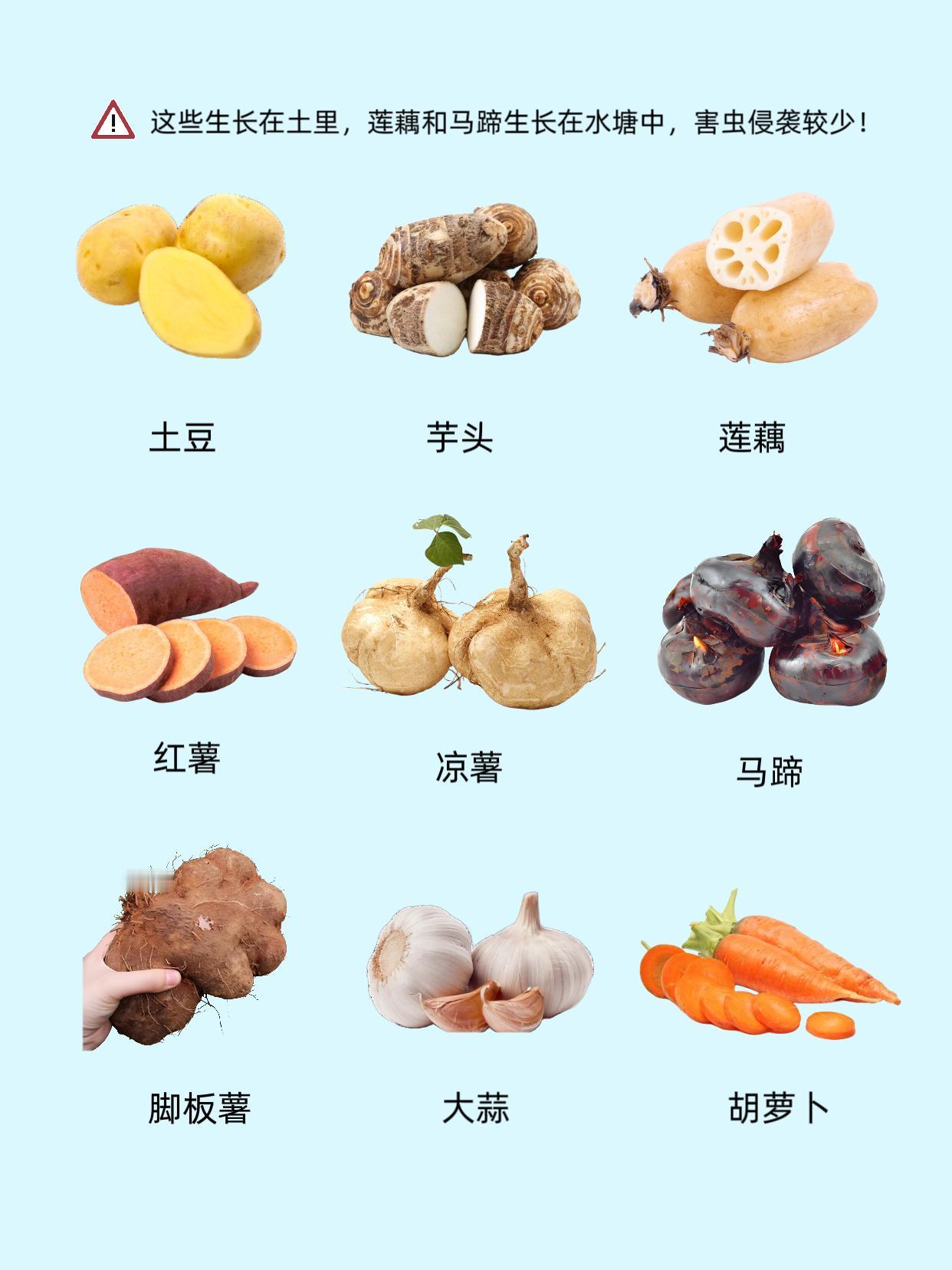 食品安全备受关注，“不打农药的蔬菜”成了选购热点。其实不少蔬菜凭借天生优势，种植