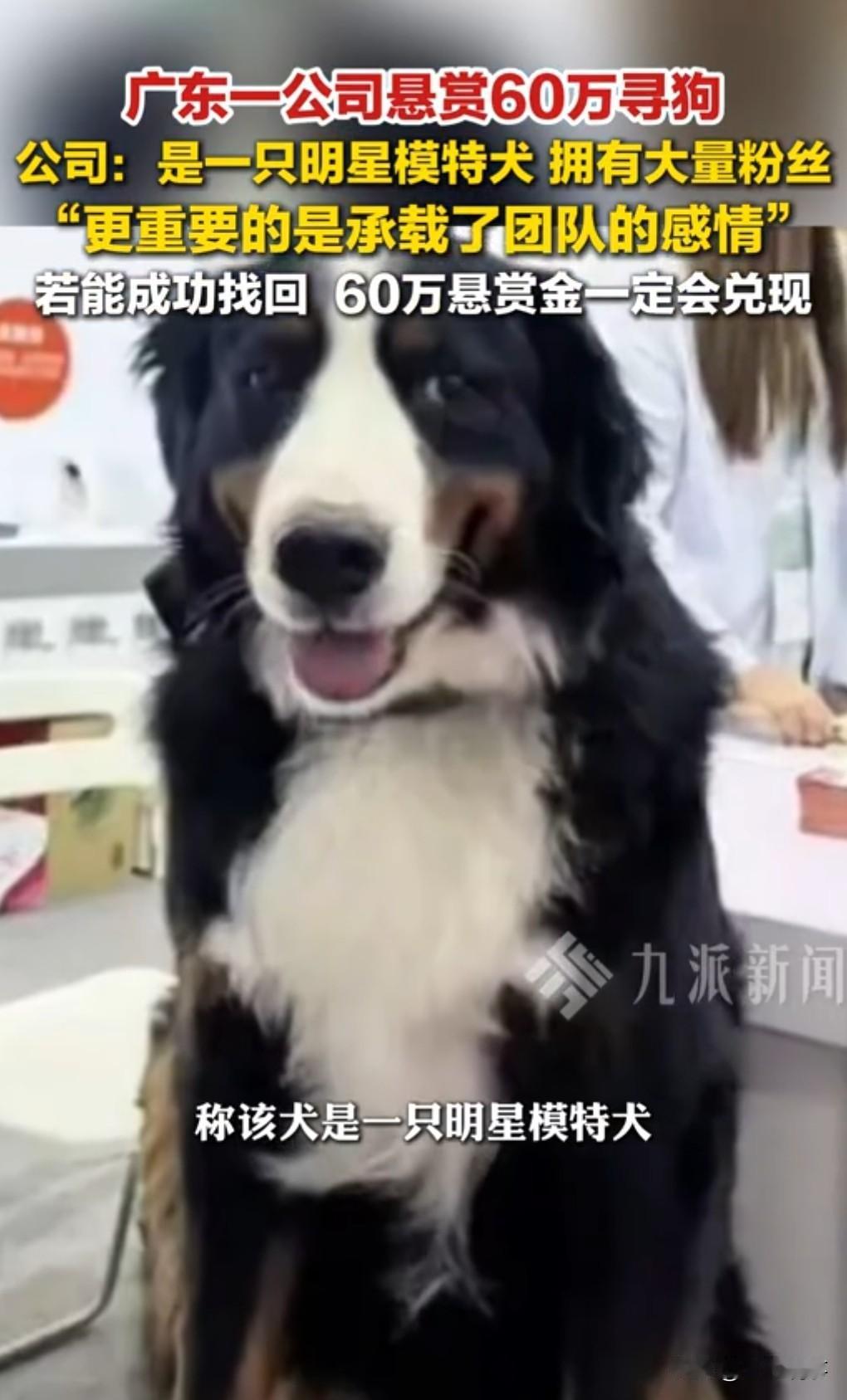 一定要留意这只狗。如果发现了，联系一公司，那么可就是60万奖金。近日，广东