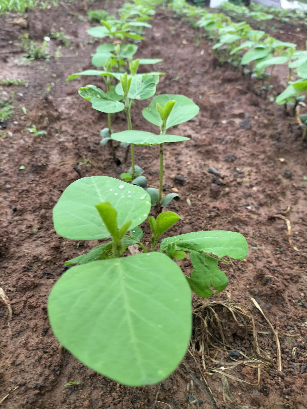 种瓜得瓜，种豆得豆，我真羡慕房东种的毛豆苗，就长的这么好了，叶子绿油油的，绿意盎