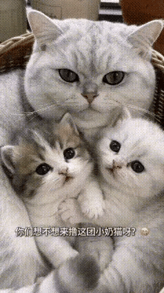 万物皆有灵！猫妈妈教科书式带娃，每一帧都是暖镜头里这一幕真的好戳人！猫妈妈