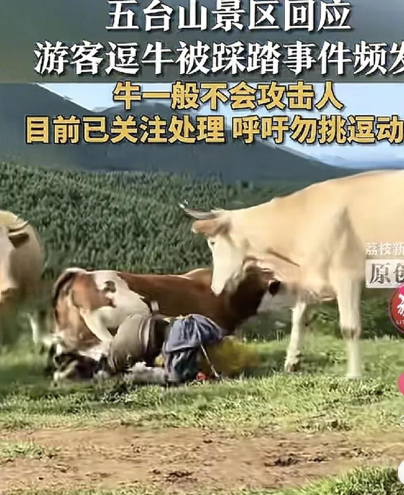 不作死就不会死。近日，山西五台山景区，游客被牛群踩踏，据调查为游客主动挑衅在先
